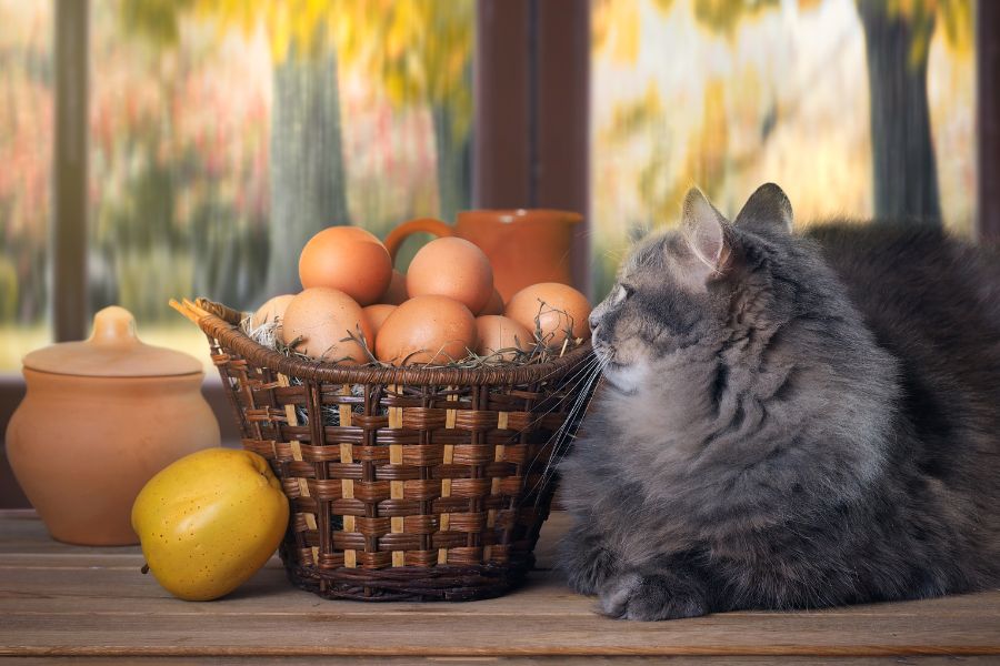 Кошка с яйцами 