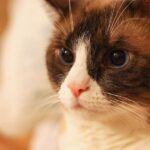 Сноу-шу | фото, цена, описание породы кошек, минусы и плюсы
