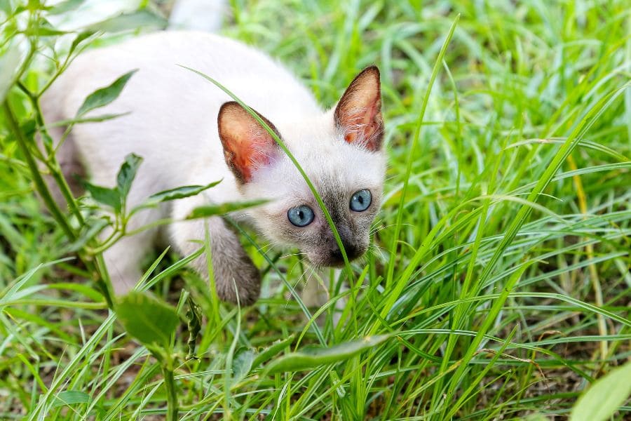 Любопытный тайский котенок 