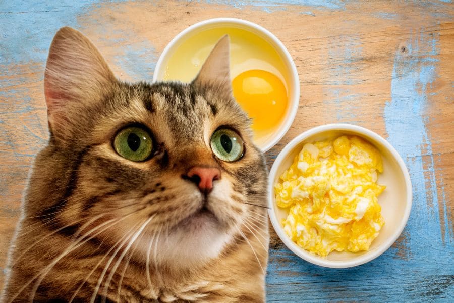 Можно ли кошкам яичницу или омлет?
