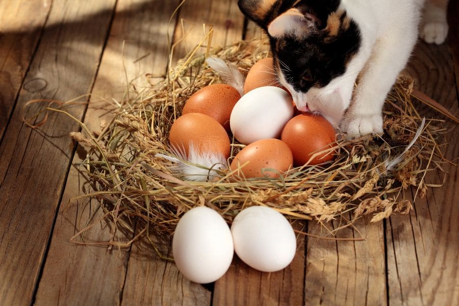 Можно ли кошкам яйца | сырые, вареные, яичницу или омлет?