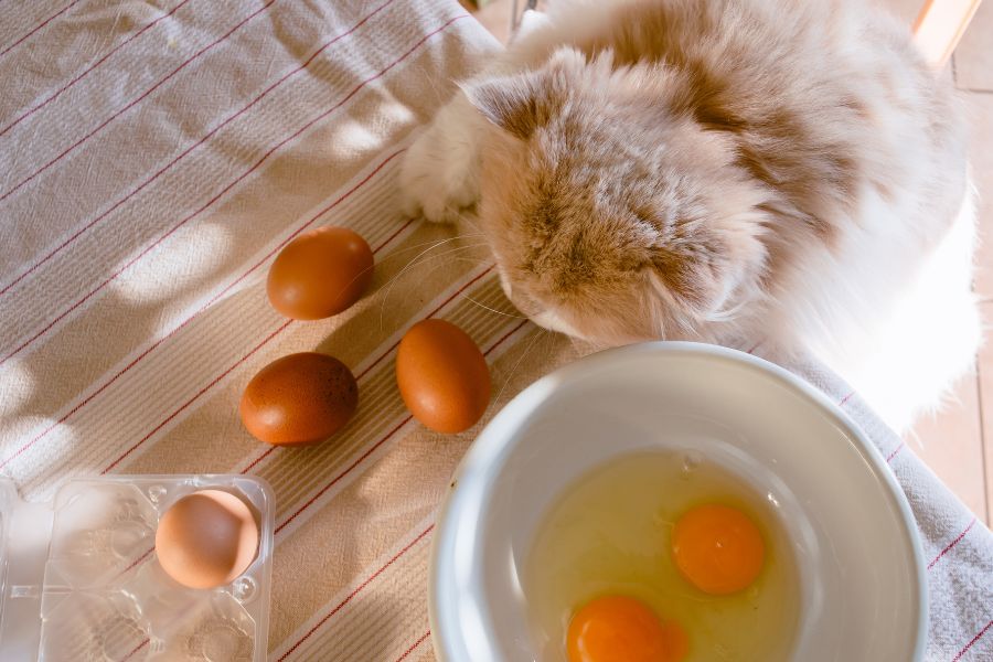 Можно ли кошкам яйца | сырые, вареные, яичницу или омлет?