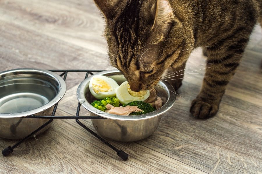Можно ли кошкам вареные яйца