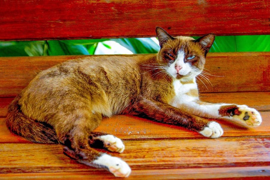 Окрас тайских кошек
