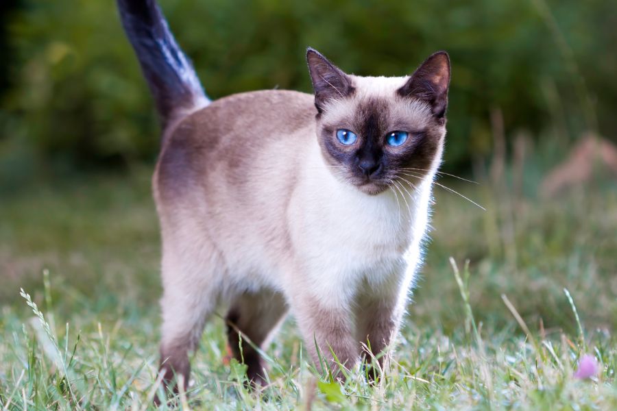 Тайская кошка: описание породы