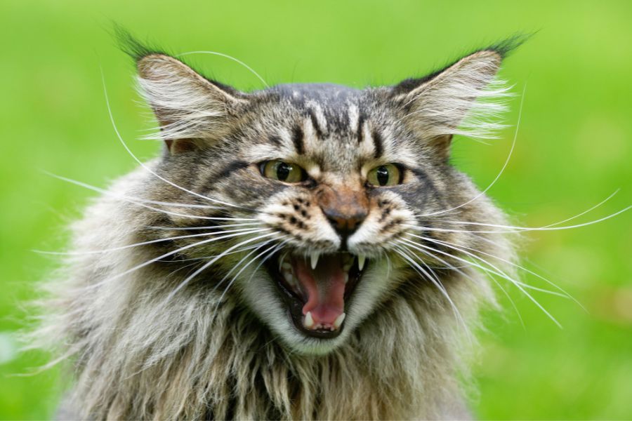 Агрессивный кот мейн-кун
