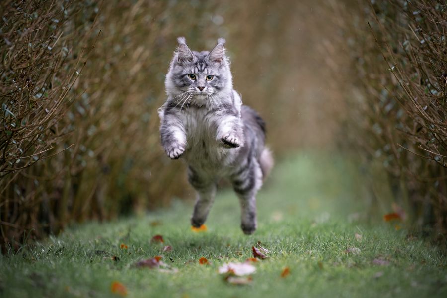 Бегущая кошка породы мейн-кун