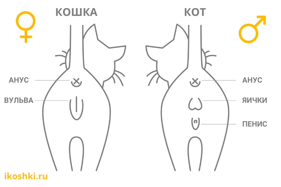 Чем кошки отличаются от котов