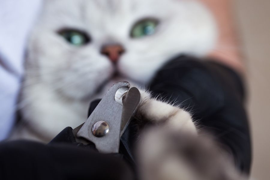 Как часто нужно стричь когти кошке?