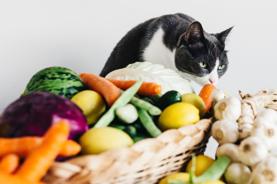 Какие овощи можно кошкам?