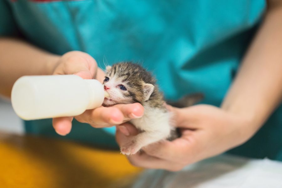 Котенок пьет молоко 