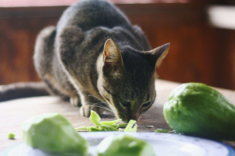 Можно ли кошкам есть овощи
