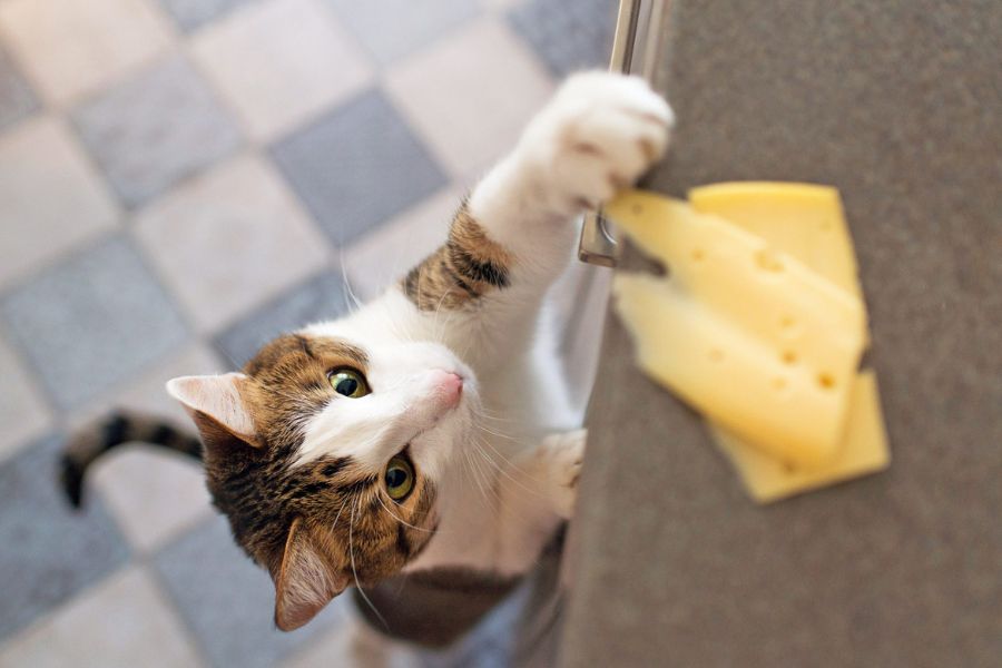 Можно ли кошкам есть сыр | всё зависит от сорта?