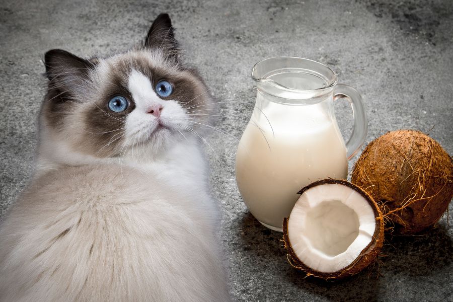 Можно ли кошкам кокосовое молоко