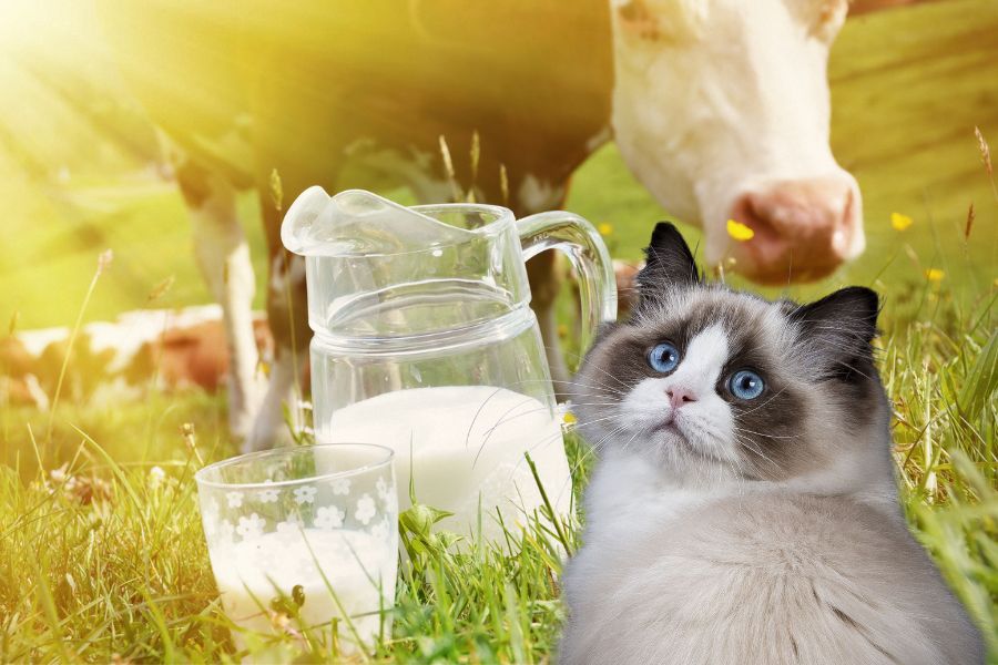 Можно ли кошкам коровье молоко?