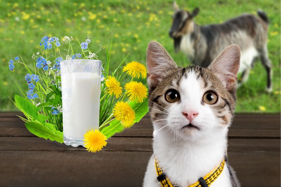 Можно ли кошкам козье молоко?