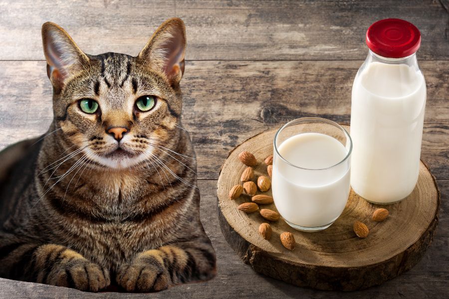 Можно ли кошкам миндальное молоко