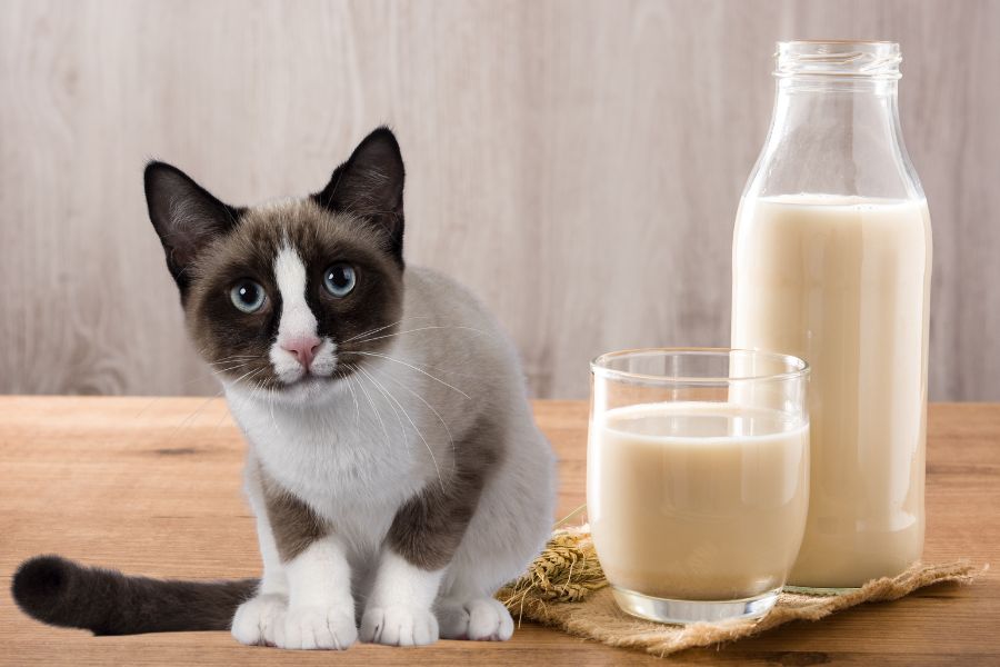 Можно ли кошкам овсяное молоко