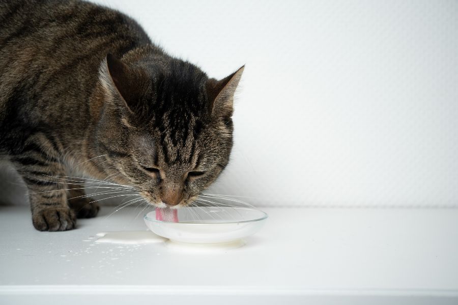 Можно ли кошкам пить молоко