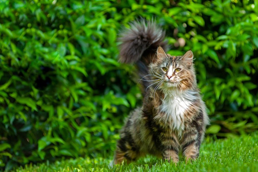 Норвежская лесная кошка: описание породы