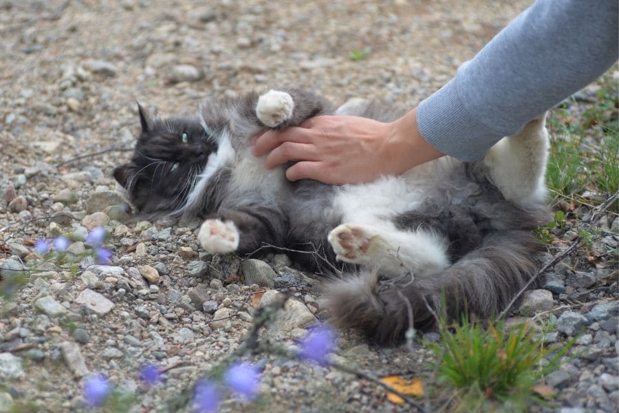 Норвежский кот играет с человеком 