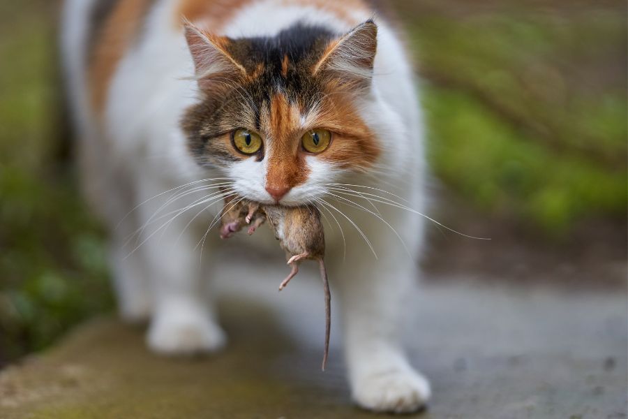 Норвежский лесной кот с мышью