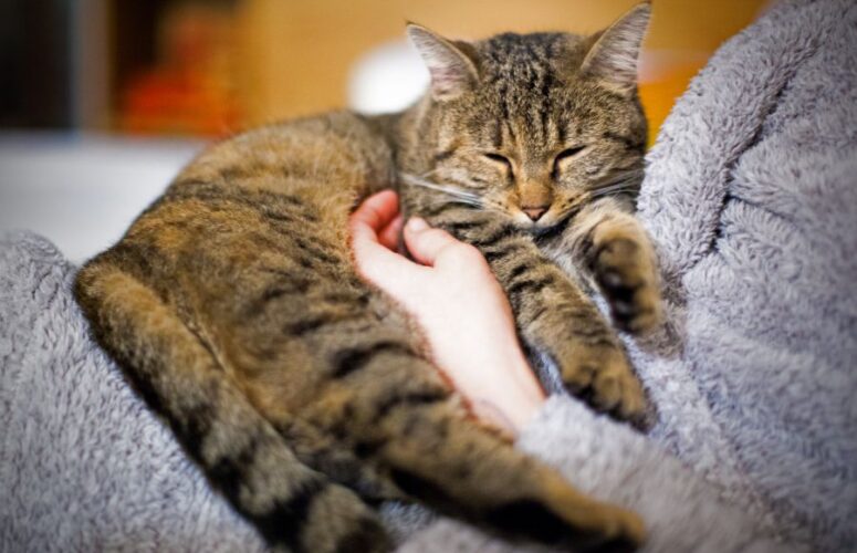 Почему кошки мурчат