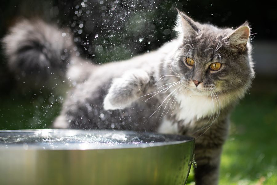 Почему кошки боятся воды?