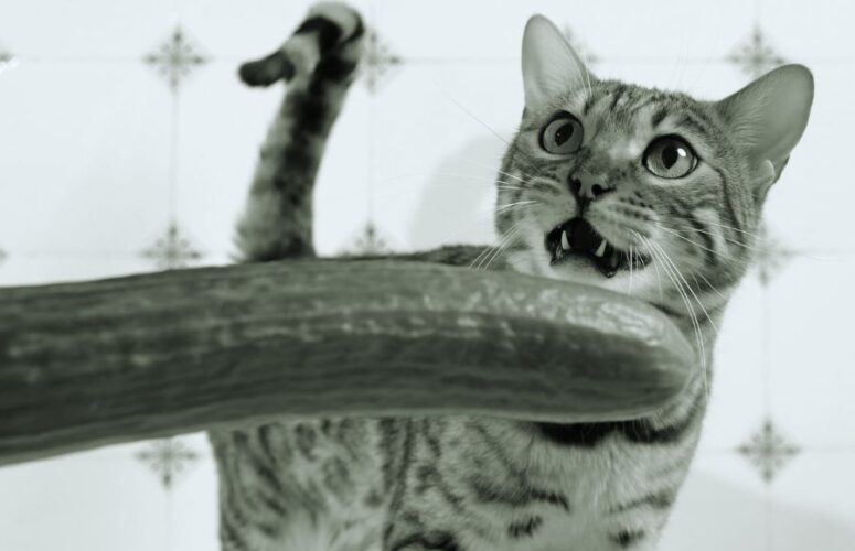 Почему кошки боятся огурцов?