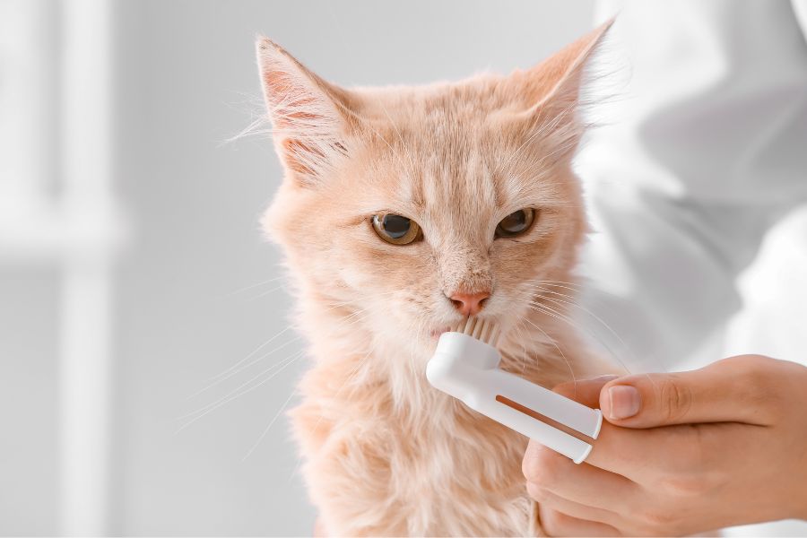 Профилактика зубного камня у кошек