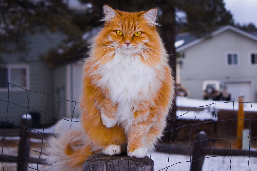Рыжая норвежская лесная кошка