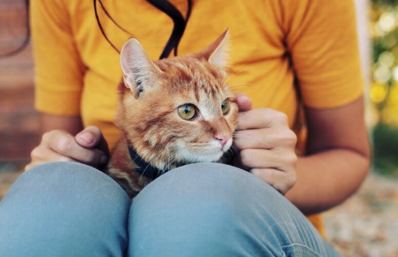 Сколько лет кошке по человеческим меркам