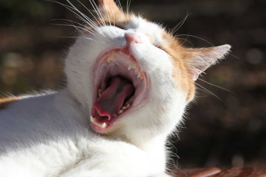 Зубной камень у кота