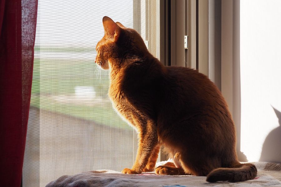 Абиссинский кот смотрит в окно 