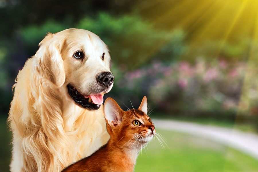 Абиссинская кошка и собака