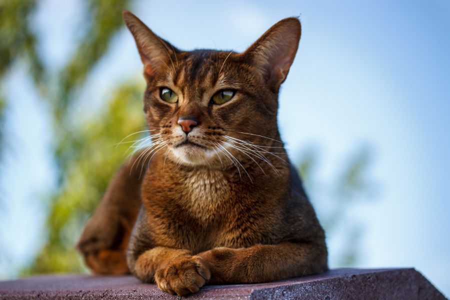 Абиссинская кошка