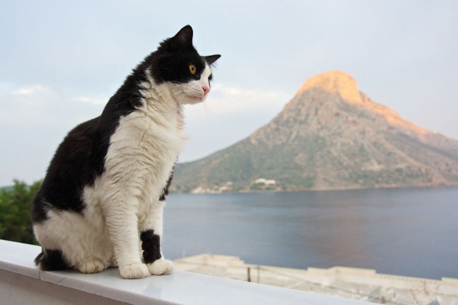 Aegean Cat