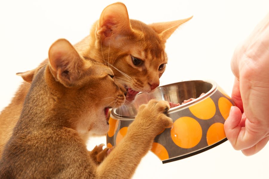 Чем кормить абиссинскую кошку