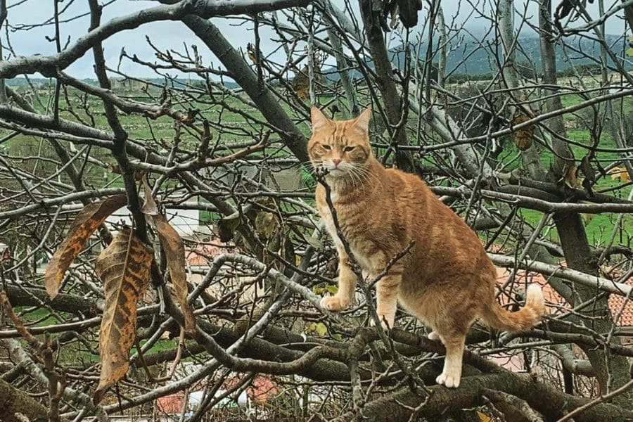 Эгейская кошка на дереве