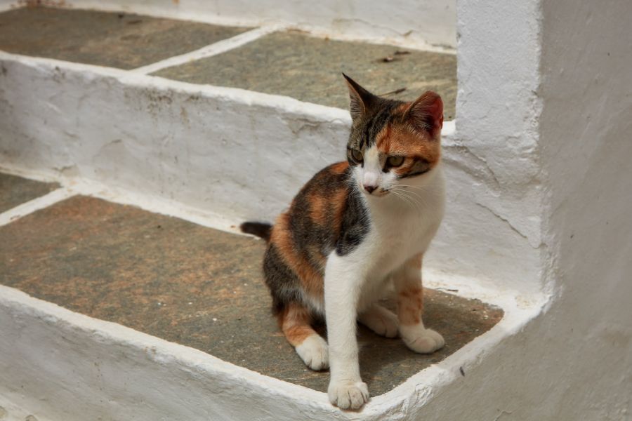 Эгейская трёхцветная кошка