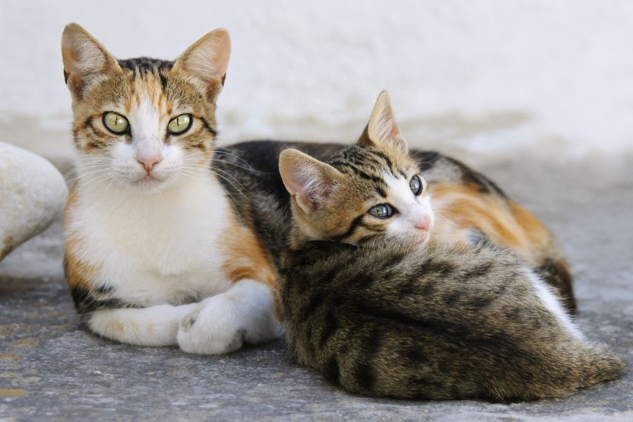 Эгейские кошки