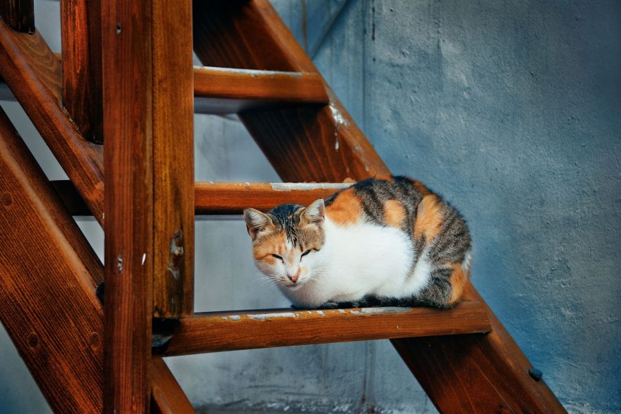 Эгейский кот на лестнице
