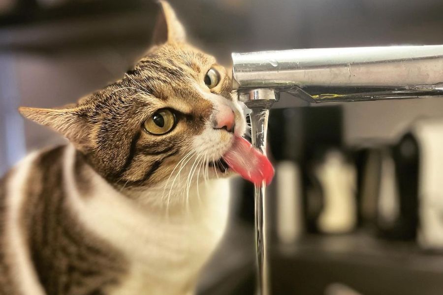 Эгейский кот пьет воду 