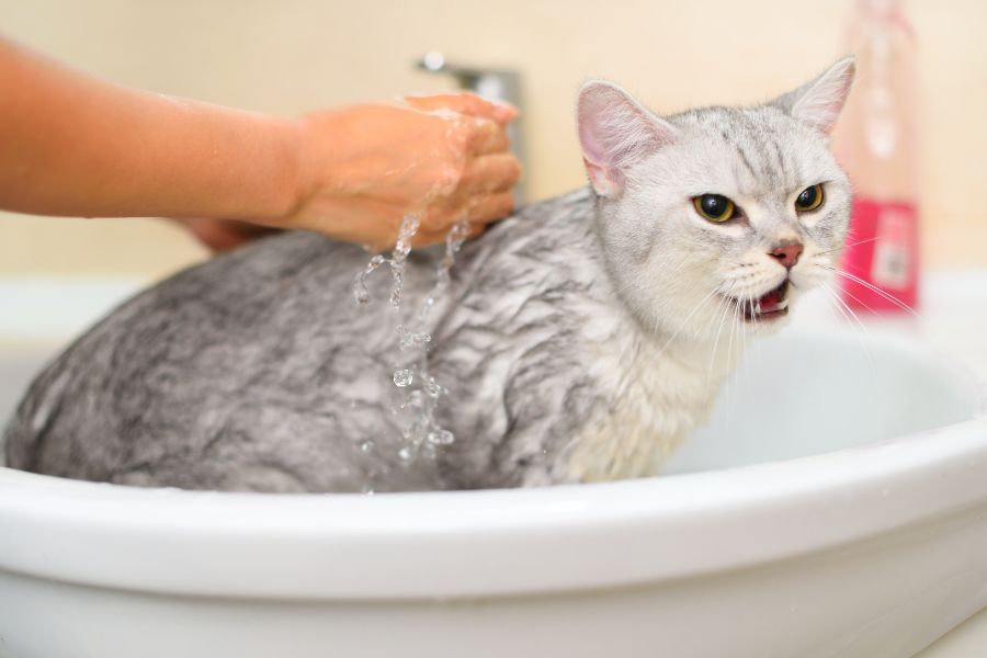 Как мыть кошку 
