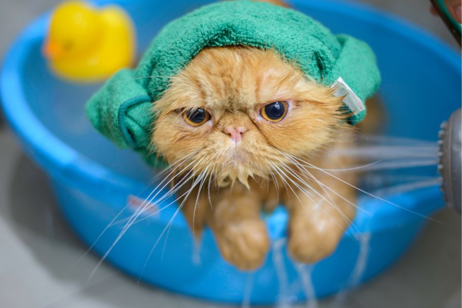 Как правильно мыть котенка