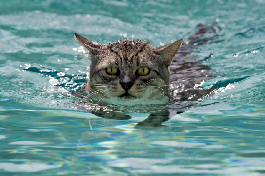 Кошка плывет 