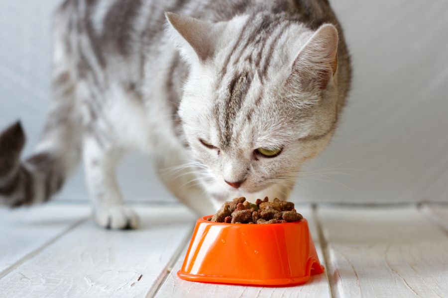 Кот ест корм 