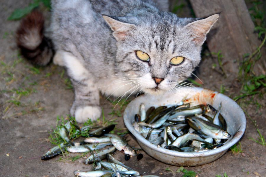 Кот ест мелкую рыбу 