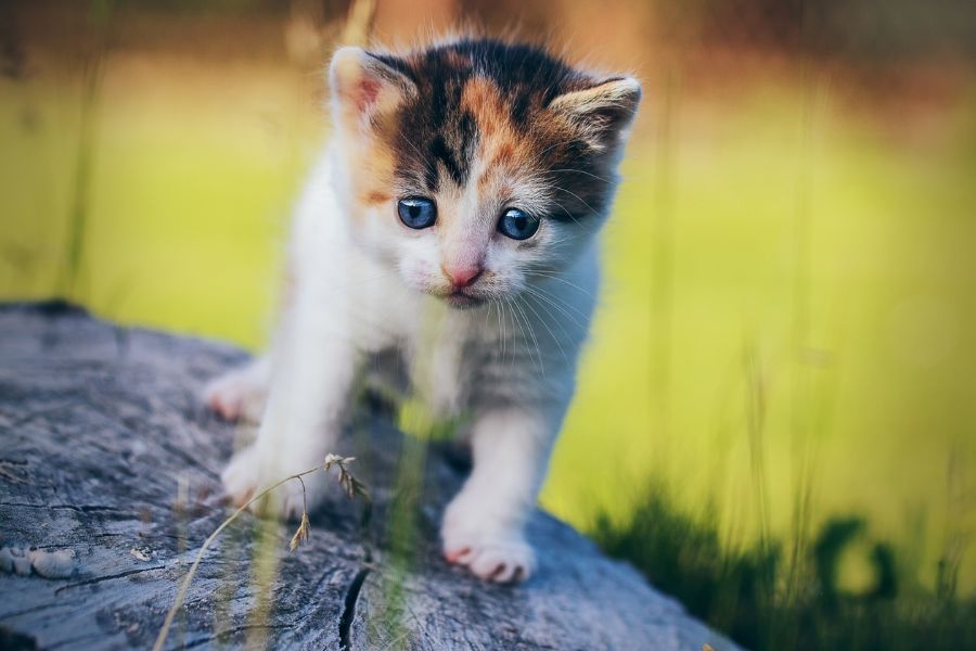 Котенок эгейской кошки