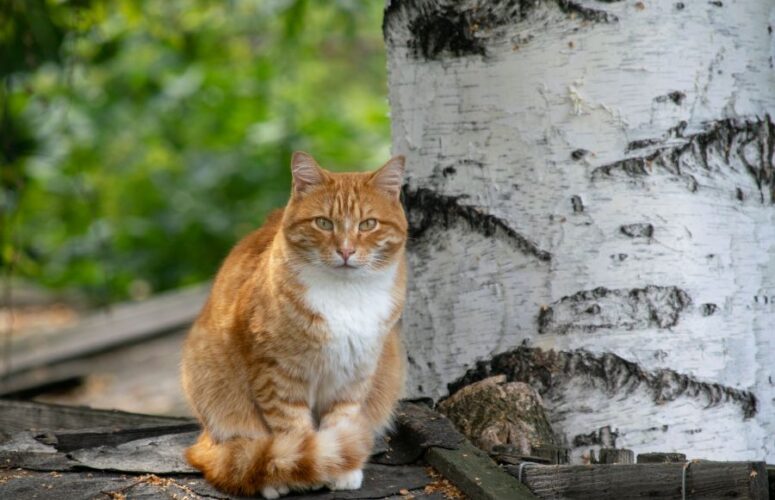 Русские имена для кошек